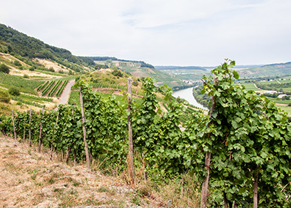 Weinberge