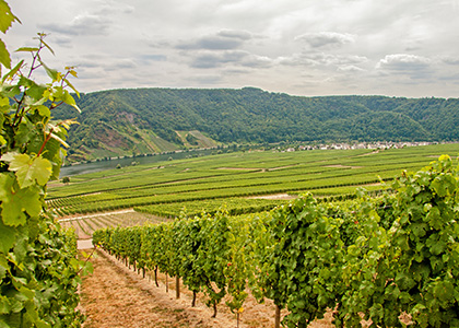 Weinlagen Minheim